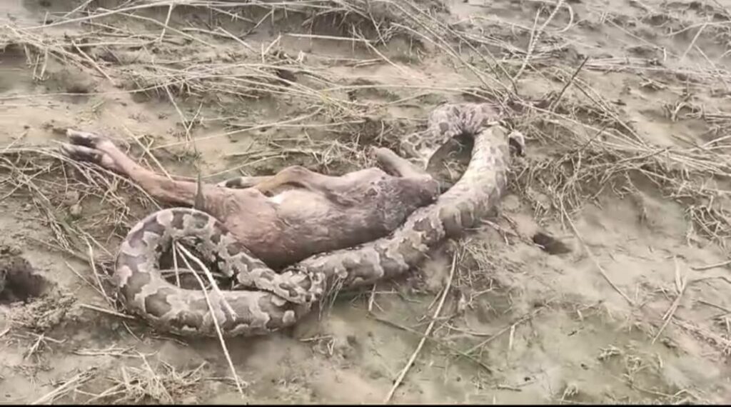 Giant python swallows baby nilgai , tsoi news