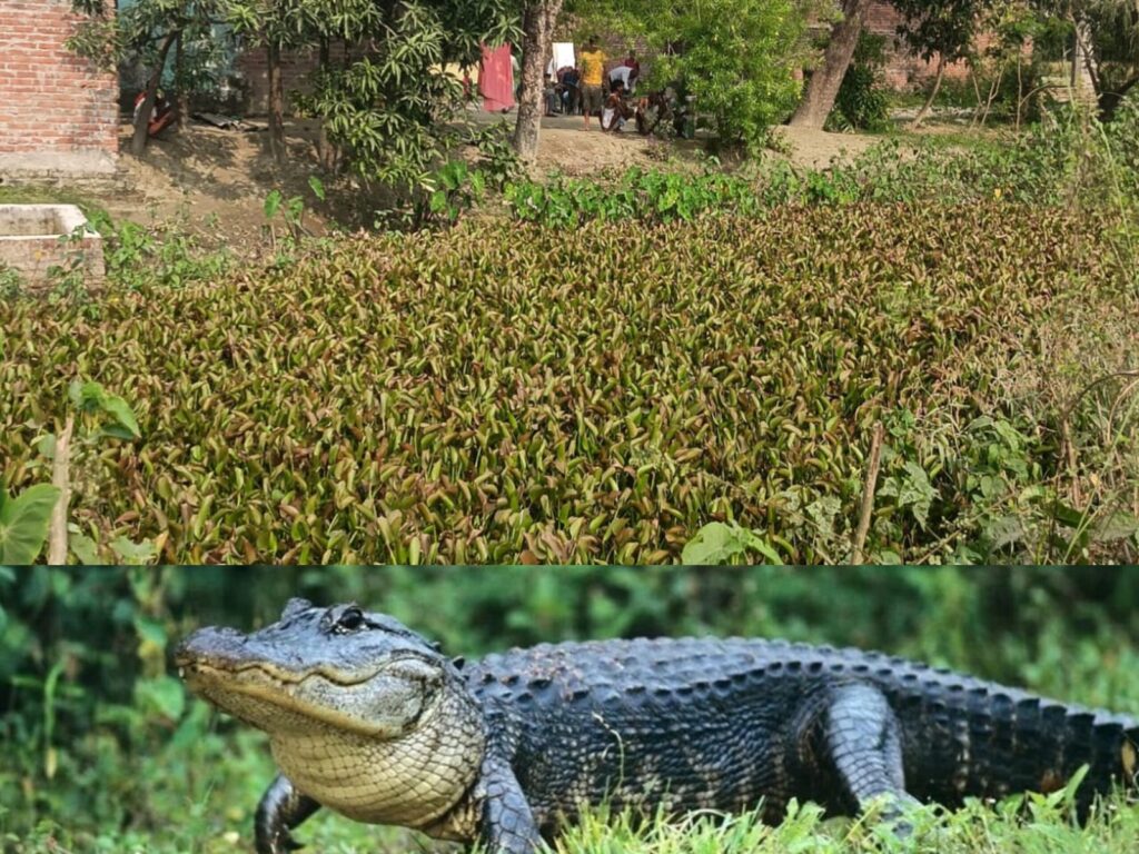 गांव के तालाब में मगरमच्छ