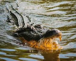 Crocodile in the village pond