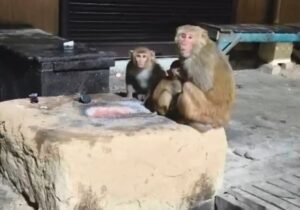 शीतलहर में इंसान संग अलाव तापते दिखे बेजुबान जानवर भी