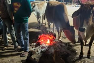 शीतलहर में इंसान संग अलाव तापते दिखे बेजुबान जानवर भी