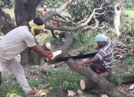 वन क्षेत्राधिकारी