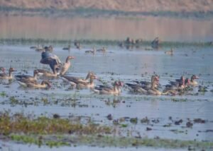 बाराबंकी में पर्यावरण का विरोधाभास : गांवों से रूठे अपने पक्षी