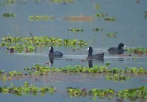 बाराबंकी में पर्यावरण का विरोधाभास : गांवों से रूठे अपने पक्षी